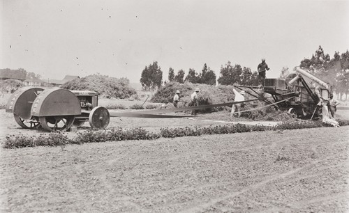 Domingo Manfrina and Japanese workers harvesting sweet pea seeds at the Burpee Seed Company, Floradale Farms, Lompoc : 1939