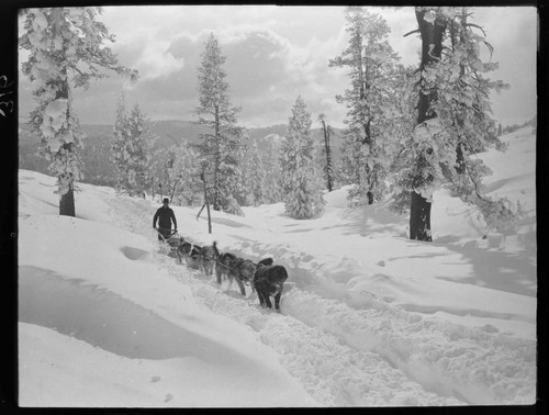 Jerry Dwyer's dog sled team pulling sled through forest