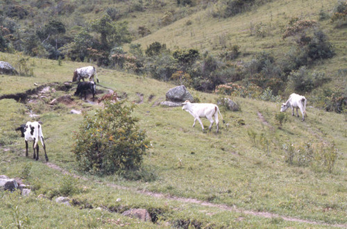 Cattle grazing, Tierradentro, Colombia, 1975