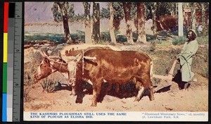 Man plowing a field with two oxen, India, ca.1920-1940