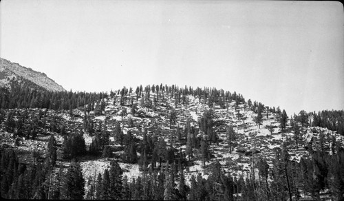 Subalpine Forest Plant Community, south of Mt. Guyot, 9700' Type Map