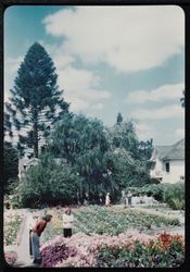 Santa Rosa Gardens in 1949