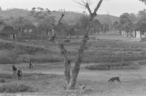 Animals grazing in the village, San Basilio de Palenque, 1977