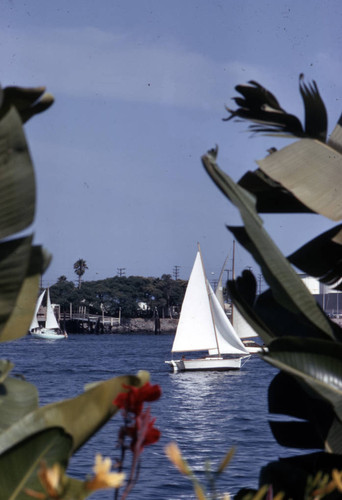 Sail boats, Port of Los Angeles