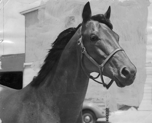 Race horse Seabiscuit
