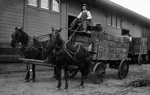 Tustin Packing House Company with wagon driver, Fenlon Matthews, in front of building