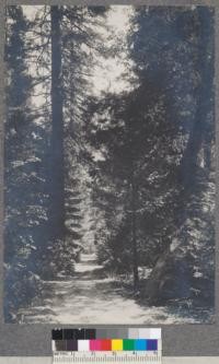 A Yosemite Road. California Black Oak, Incense Cedar, and Yellow Pine