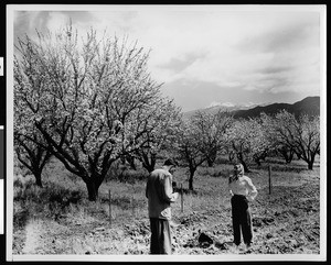 View of fruit trees in Banning, showing a man photographing a woman, ca.1945