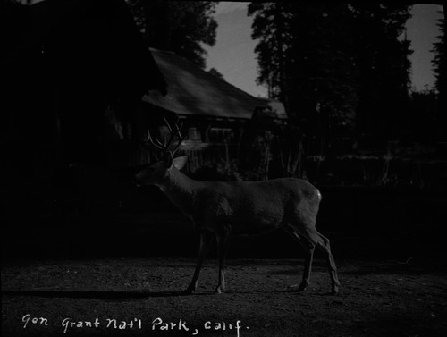 Deer, Gen. Grant Nat'l Park ,Calif