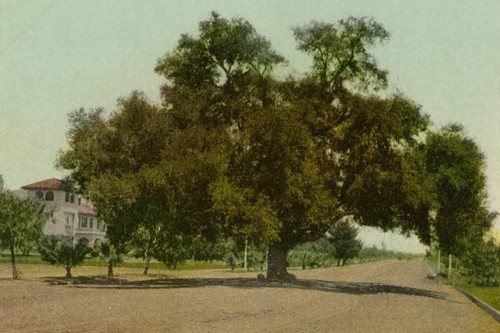 Orange Grove Ave. tree, Pasadena