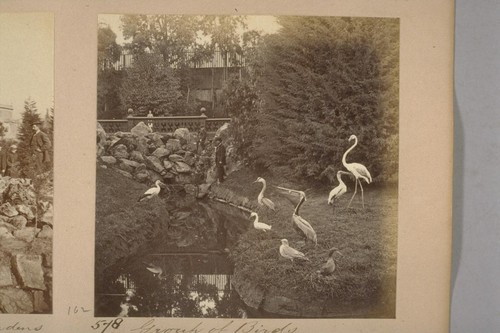 Aquatic Birds at Woodward's Gardens