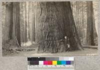 The "flat-iron" tree is one of the largest redwoods on Bull Creek Flat. Its irregular shape makes it look much larger in one direction than the other