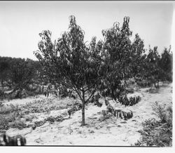 Peach trees at Gold Ridge Experiment Farm, October 18, 1930