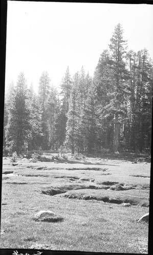 Lodgepole Pine Forest Plant Community, Hockett Meadow with meandering creek
