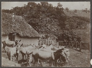 Donkey breeding in Nkoaranga, Tanzania, ca.1900-1914