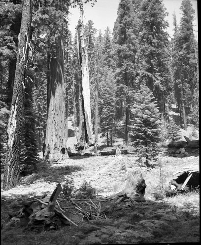Giant Sequoias, Burned and living sequoias on trail to Tharps Cabin. Mixed Coniferous Forest Plant Community