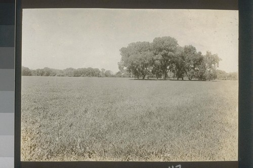 Crop of barley on allotment 6, June 1918, #61