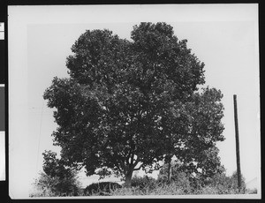 Small, rounded tree on the outskirts of what appears to be a residential area