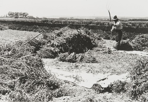 A Japanese employee threshing calendulas by hand at Burpee's Foradale Farms, Lompoc : 1939