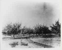 Apple orchard on Mel Kaufman ranch