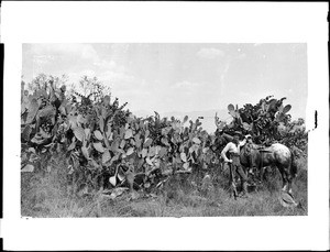 Portion of the cactus hedge at Mission San Gabriel with horseman, ca.1886