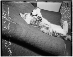 Lazy cat--drinking out of a bottle, 1951