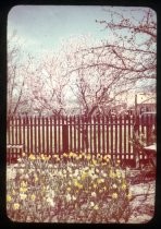 "Nectarine Tree in Bloom Spring 1949"