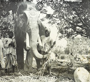 Elephant, India, ca. 1920