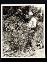 Photograph of J. B. Keil demonstrating pollination of poppy