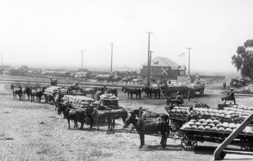 Mule teams hauling lima beans to Irvine Railroad Depot
