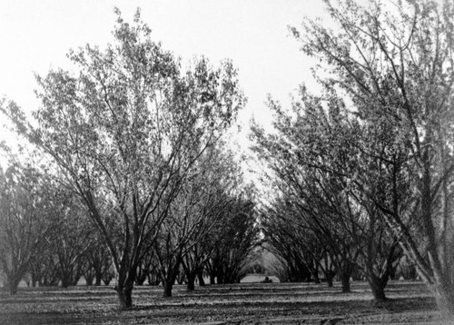 View of almond tract owned by Bidwell Orchards, Inc