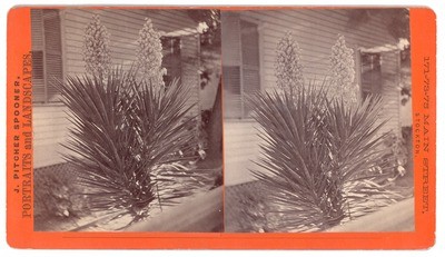 Stockton: (Yucca with blooms.)