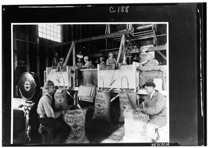 Workers packing large sacks with walnuts, ca.1927