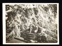 Photo of Cedar of Lebanon