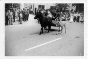 Loma Linda Founders Day Parade [02]