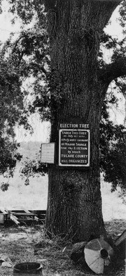 Election Tree, Visalia, Tulare County, Calif