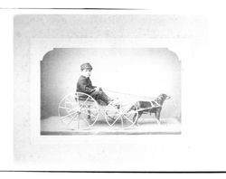 Portrait of Harold Campbell driving a dog cart, Petaluma, California, 1880
