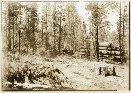 Logging Harvest