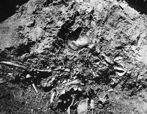 Bones found in tar pit