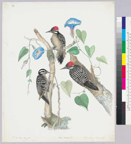 Dendrocopus scalaris. Ladder-backed Woodpecker