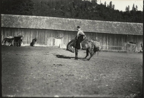 Rodeo Horse