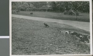 Vulture, Port Harcourt, Nigeria, 1950