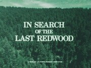 In Search of the Last Redwood