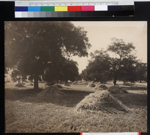 Hay field and live oaks in the north section of the San Marino ranch, circa 1906