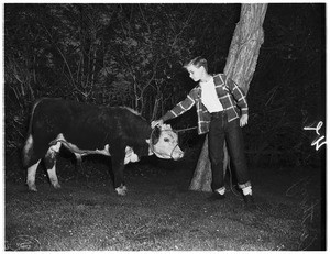 Cattle (steer caught at 12510 Kling Street--Sherman Oaks), 1954