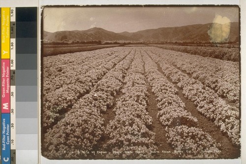 A mile of cupids, Morse seed farm, Santa Clara Valley, California. No. 1206