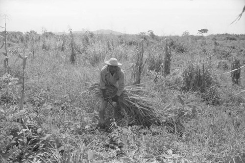 Man working in a field, San Basilio de Palenque, 1976