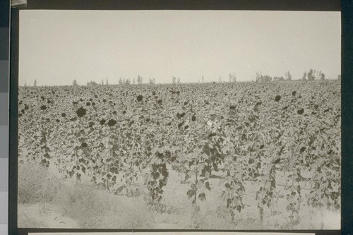 No. 209. Sunflowers on allotment 430. August 14, 1923