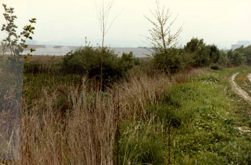 Vegetation at the Sepulveda Wildlife Reserve, 1981