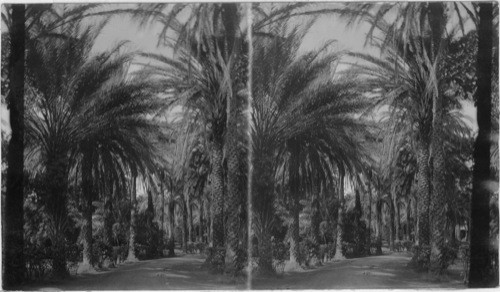 Date Palm Grove of Prince David, Hawaii
